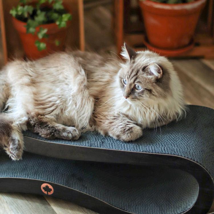 ORBIT 2.0. | Drapak dla KOTA | Canadian Cat | BLACK EDITION | CZARNY od ParrotPlanet.pl