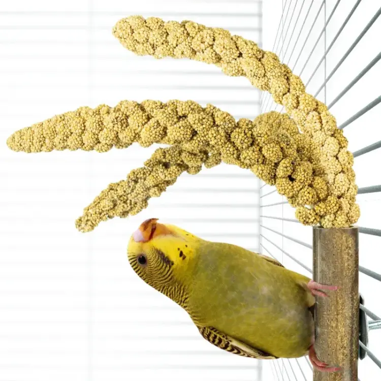Back Zoo Nature - Uchwyt na proso dla wszystkich papug od ParrotPlanet.pl