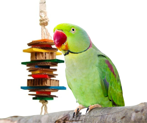 MiszMasz Medium - Kolorowa i Naturalna Zabawka dla Małych i Średnich Papug od ParrotPlanet.pl