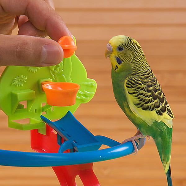 lac zabaw dla małych papug od ParrotPlanet.pl