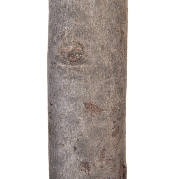 Perchoir en Bois avec Bloc Rotatif pour Perroquets - Activité et Bien-être  de ParrotPlanet.fr