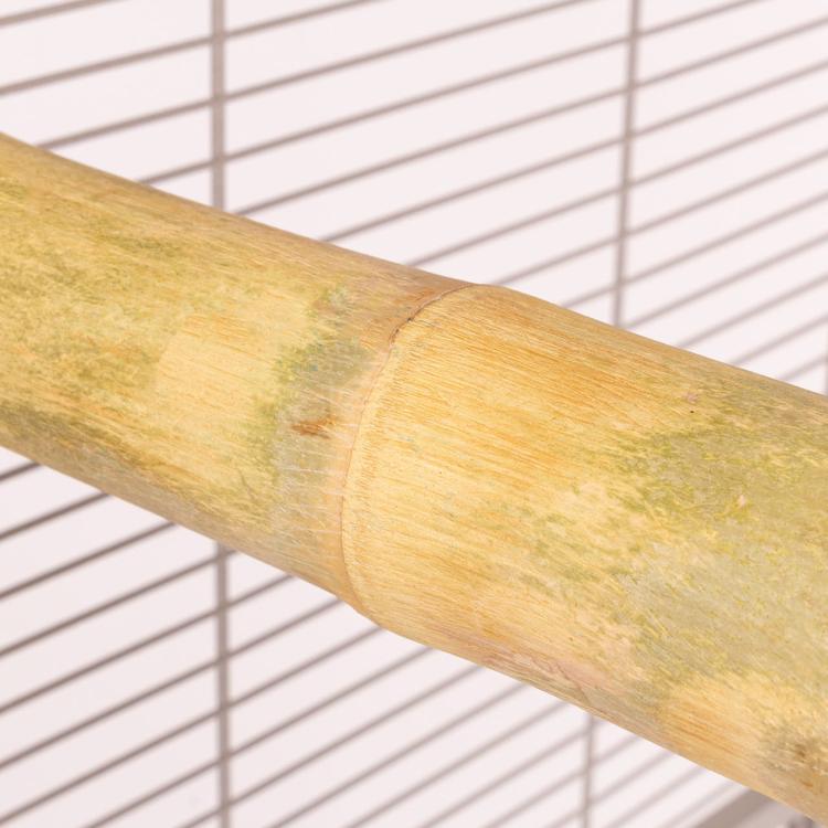 Perchoir en Bambou "M" pour Moyennes Perruches, avec Racines Java Naturelles de ParrotPlanet.fr