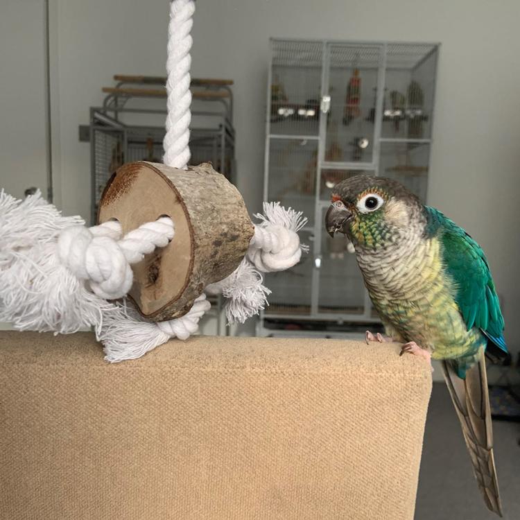Jouet en Bois Naturel pour Perroquets | Parrot Planet.fr