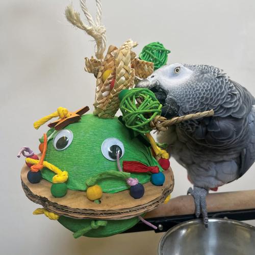 Piniata interactive pour perroquets Re Re Kum Kum - jouet stimulant et amusant  de ParrotPlanet.fr