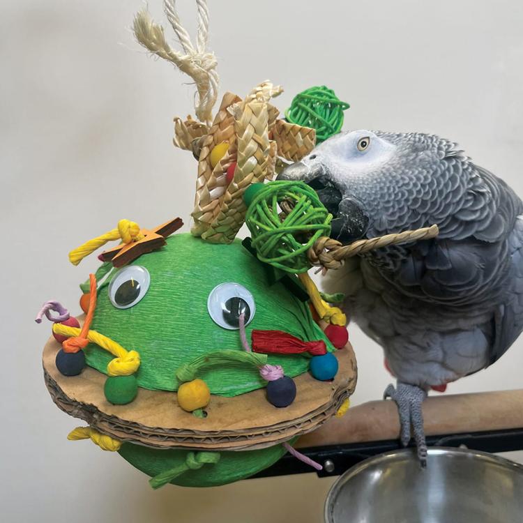 Piniata interactive pour perroquets Re Re Kum Kum - jouet stimulant et amusant  de ParrotPlanet.fr