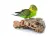 Perchoir en écorce de chêne liège S pour petits et moyens perroquets - jouet naturel de ParrotPlanet.fr