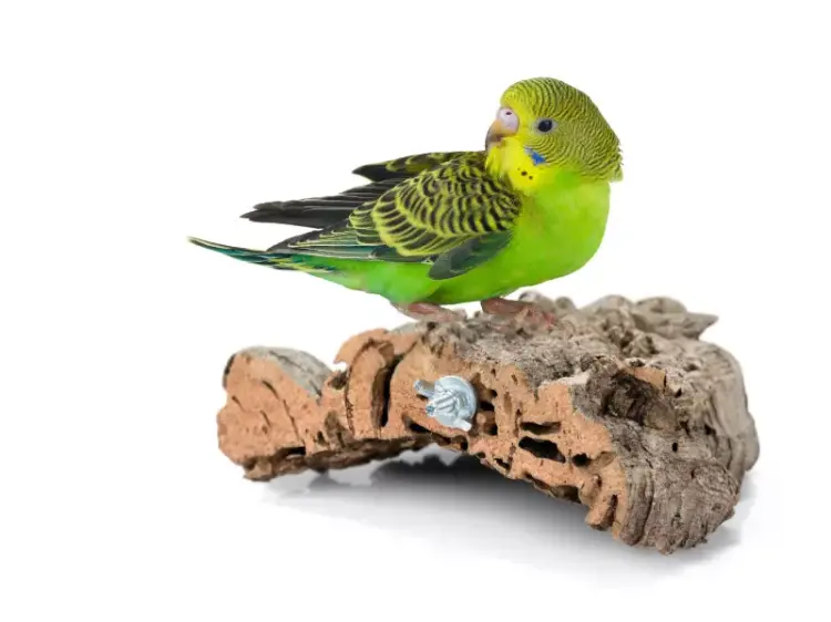 Perchoir en écorce de chêne liège S pour petits et moyens perroquets - jouet naturel de ParrotPlanet.fr