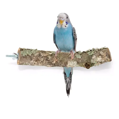 Perchoir en écorce de chêne liège pour petites et moyennes perruches de ParrotPlanet.fr