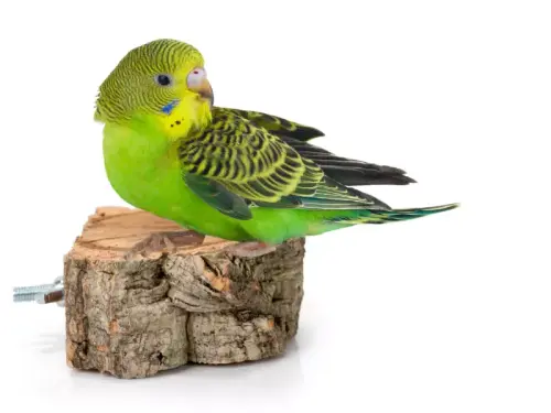 Table d'Activités en Chêne Liège pour Petits Perroquets Parrot Planet.fr