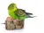 Table d'Activités en Chêne Liège pour Petits Perroquets Parrot Planet.fr