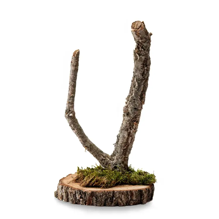 Support pour perroquet en chêne liège | Arbre naturel de 30 cm de ParrotPlanet.fr