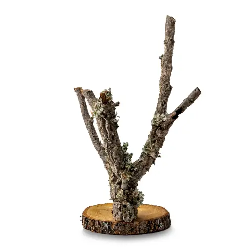 Perchoir en chêne liège pour perruches - 60 cm, arbre naturel pour jeux et loisirs  de ParrotPlanet.fr