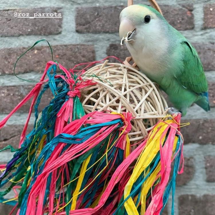 Hawajska Tancereczka - zabawka dla wszytskich PaPug od ParrotPlanet.pl