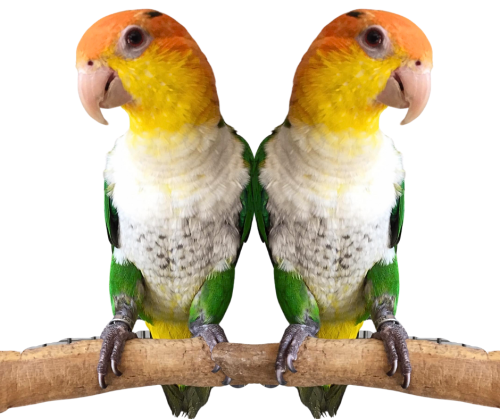 Perroquets à ventre blanc élevés à la main | Parc Papug de ParrotPlanet.fr