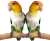 Perroquets à ventre blanc élevés à la main | Parc Papug de ParrotPlanet.fr