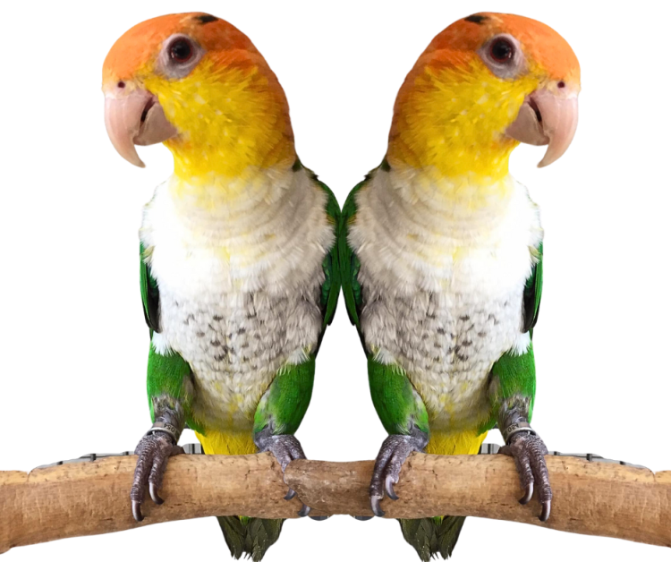Perroquets à ventre blanc élevés à la main | Parc Papug de ParrotPlanet.fr