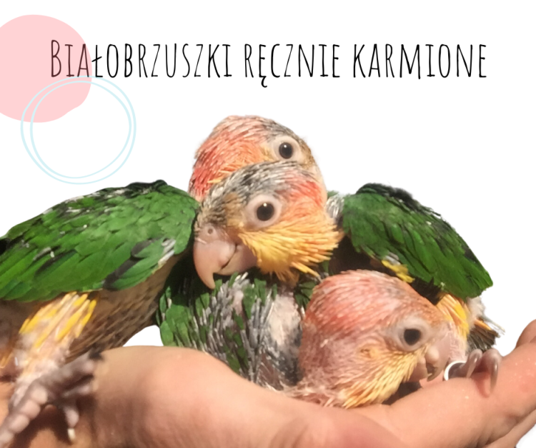 Perroquets à ventre blanc élevés à la main | Parc Papug de ParrotPlanet.fr