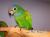 Pionus à tête bleue et Pionus à front blanc – perroquets sociables élevés à la main | Parc Papug | ParrotPlanet.fr