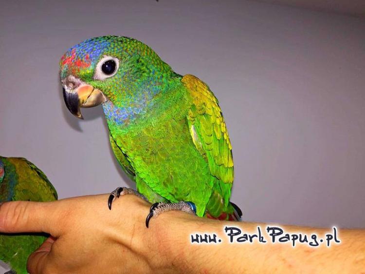 Pionus à tête bleue et Pionus à front blanc – perroquets sociables élevés à la main | Parc Papug | ParrotPlanet.fr