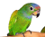 Pionus à tête bleue et Pionus à front blanc – perroquets sociables élevés à la main | Parc Papug | ParrotPlanet.fr