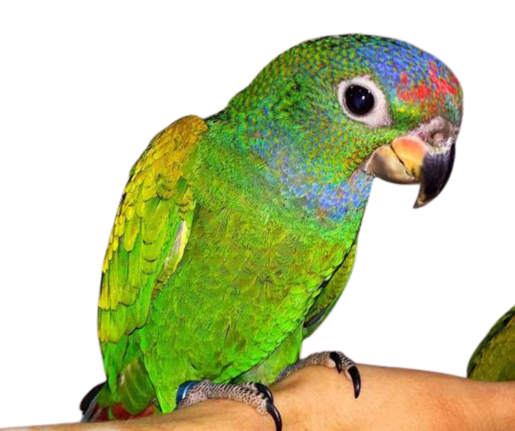 Pionus à tête bleue et Pionus à front blanc – perroquets sociables élevés à la main | Parc Papug | ParrotPlanet.fr
