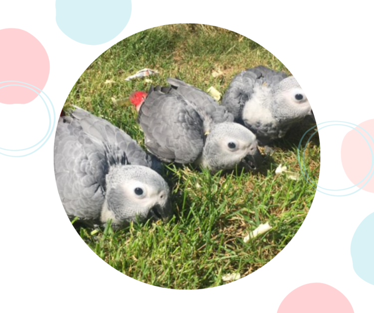 Perroquet gris du Gabon | perroquet élevé à la main | Parc Papug | ParrotPlanet.fr