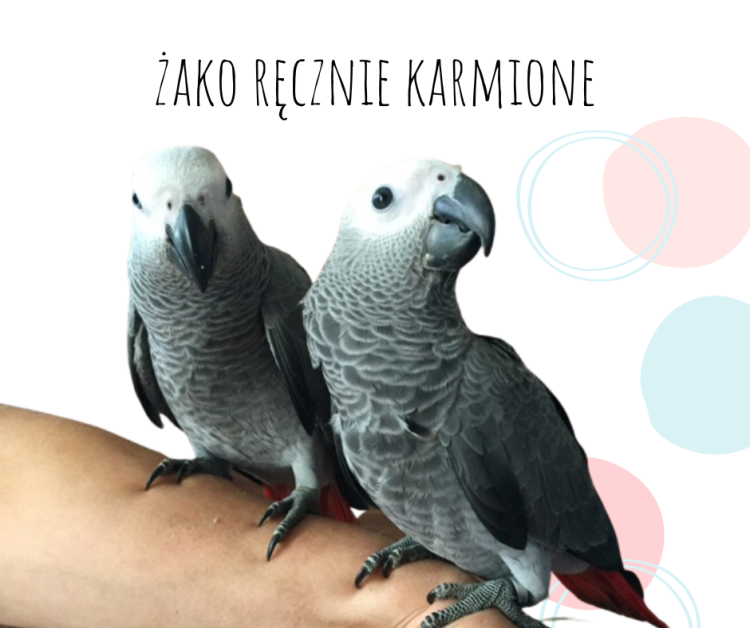 Perroquet gris du Gabon | perroquet élevé à la main | Parc Papug | ParrotPlanet.fr
