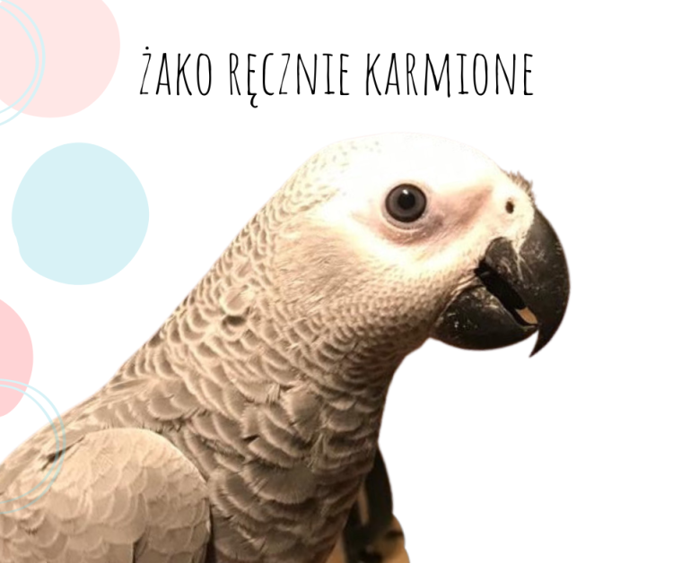 Perroquet gris du Gabon | perroquet élevé à la main | Parc Papug | ParrotPlanet.fr
