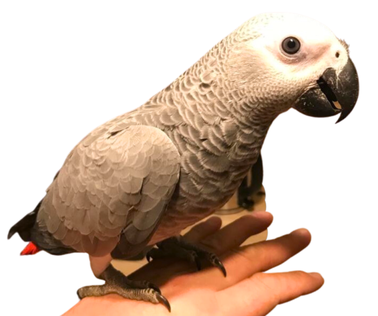 Perroquet gris du Gabon | perroquet élevé à la main | Parc Papug | ParrotPlanet.fr