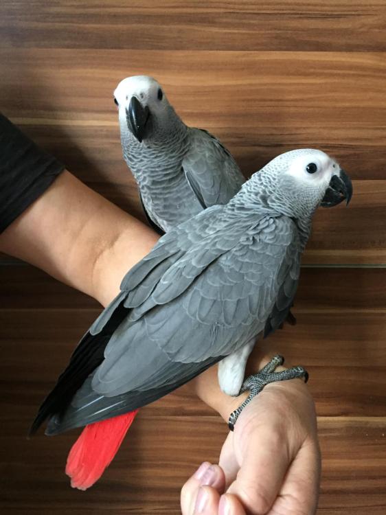 Perroquet gris du Gabon | perroquet élevé à la main | Parc Papug | ParrotPlanet.fr
