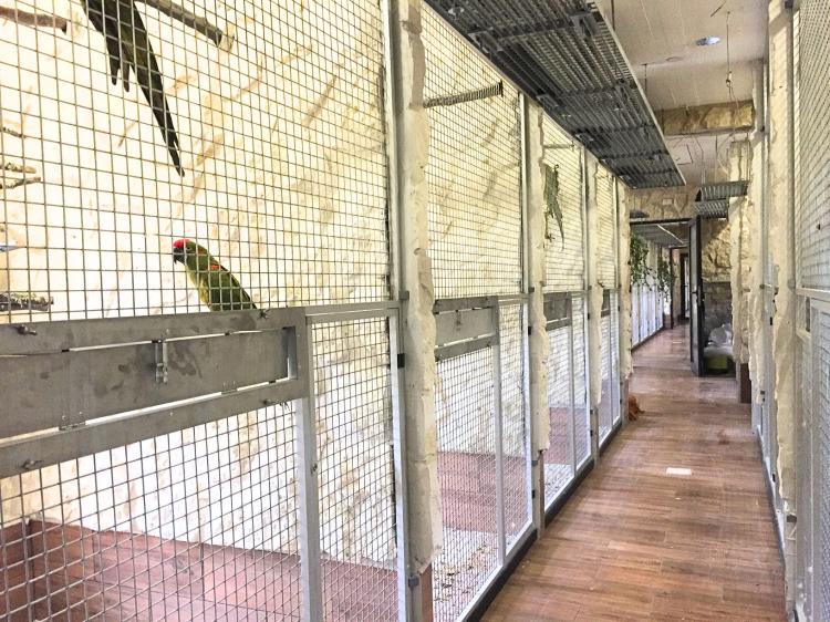 Cacatoès blanc (Cacatua alba) – perroquet élevé à la main | Parc Papug de ParrotPlanet.fr