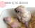 Cacatoès blanc (Cacatua alba) – perroquet élevé à la main | Parc Papug de ParrotPlanet.fr