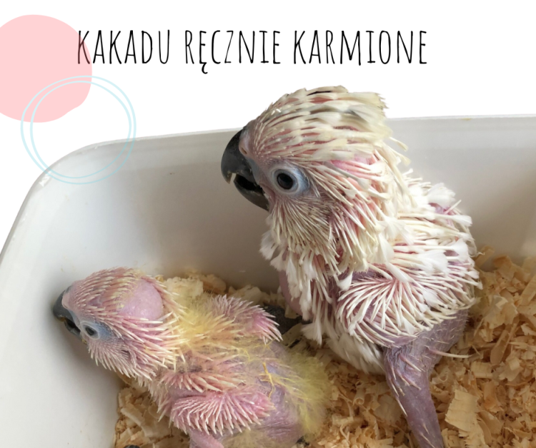 Cacatoès blanc (Cacatua alba) – perroquet élevé à la main | Parc Papug de ParrotPlanet.fr