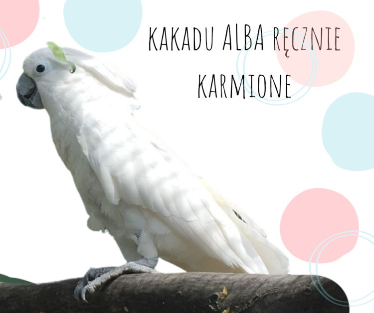 Cacatoès blanc (Cacatua alba) – perroquet élevé à la main | Parc Papug de ParrotPlanet.fr