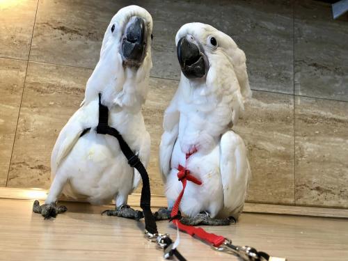 Cacatoès blanc (Cacatua alba) – perroquet élevé à la main | Parc Papug de ParrotPlanet.fr