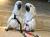 Cacatoès blanc (Cacatua alba) – perroquet élevé à la main | Parc Papug de ParrotPlanet.fr