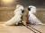 Cacatoès blanc (Cacatua alba) – perroquet élevé à la main | Parc Papug de ParrotPlanet.fr