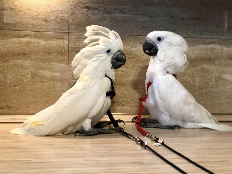 Cacatoès blanc (Cacatua alba) – perroquet élevé à la main | Parc Papug de ParrotPlanet.fr