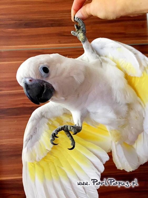 Cacatoès blanc (Cacatua alba) – perroquet élevé à la main | Parc Papug de ParrotPlanet.fr