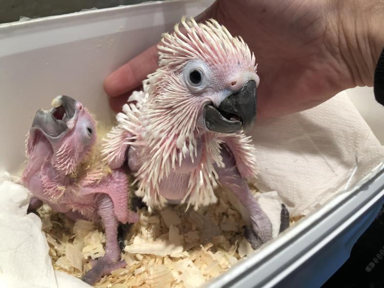Cacatoès blanc (Cacatua alba) – perroquet élevé à la main | Parc Papug de ParrotPlanet.fr