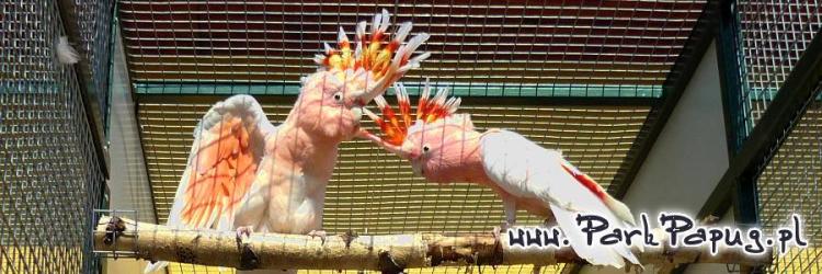 Cacatoès Inca – perroquet élevé à la main | Parc Papug de  ParrotPlanet.fr