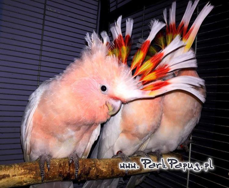 Cacatoès Inca – perroquet élevé à la main | Parc Papug de  ParrotPlanet.fr
