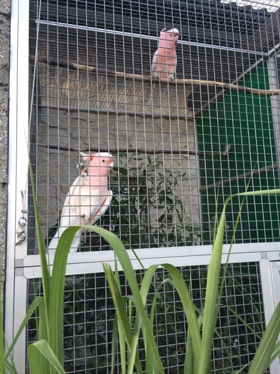 Cacatoès Inca – perroquet élevé à la main | Parc Papug de  ParrotPlanet.fr