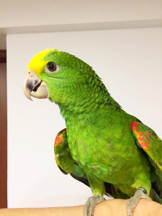 Perroquet Oratrix de Parc Papug - Amazone jaune poitrail, main nourrie de ParrotPlanet.fr