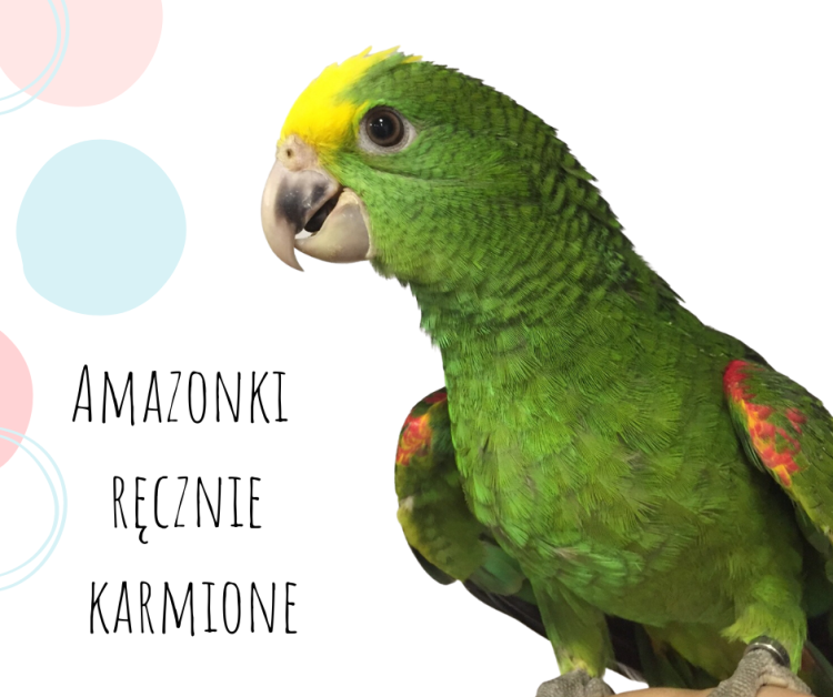 Perroquet Oratrix de Parc Papug - Amazone jaune poitrail, main nourrie de ParrotPlanet.fr