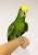 Perroquet Oratrix de Parc Papug - Amazone jaune poitrail, main nourrie de ParrotPlanet.fr