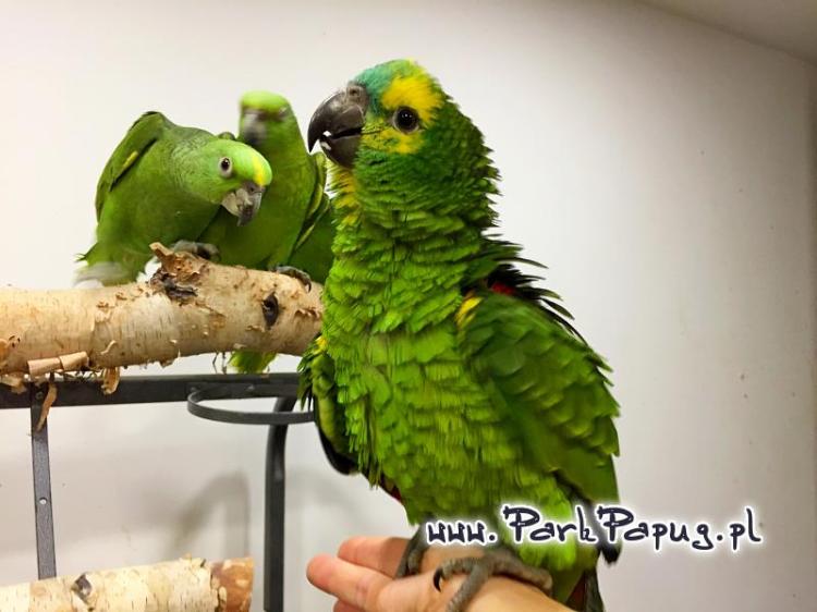 Amazone à front bleu (Amazona aestiva) – perroquet élevé à la main | Parc Papug | ParrotPlanet.fr