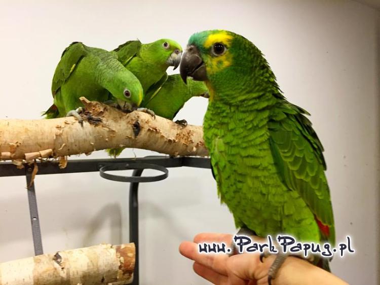 Amazone à front bleu (Amazona aestiva) – perroquet élevé à la main | Parc Papug | ParrotPlanet.fr