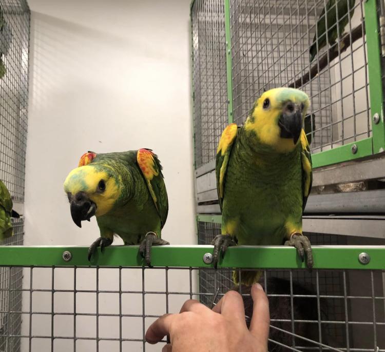Amazone à front bleu (Amazona aestiva) – perroquet élevé à la main | Parc Papug | ParrotPlanet.fr