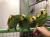Amazone à front bleu (Amazona aestiva) – perroquet élevé à la main | Parc Papug | ParrotPlanet.fr
